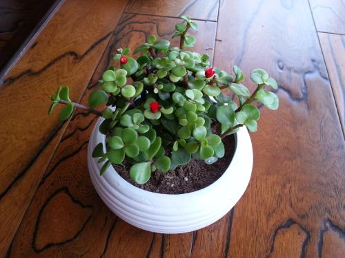 �����ȵ�Ӫ����ֵ������� �����ȶ�Ƥ���Ĺ�Ч���治��