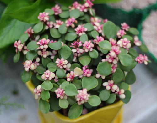 �����ȵ�Ӫ����ֵ������� �����ȶ�Ƥ���Ĺ�Ч���治��