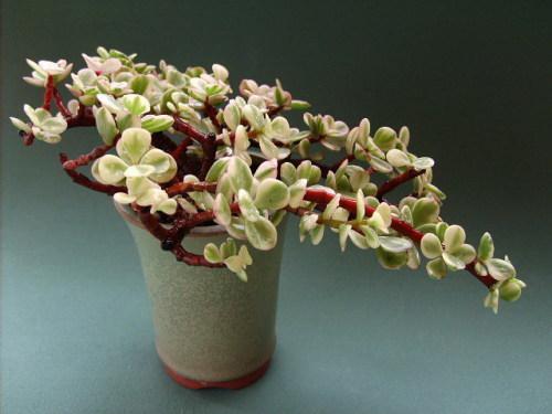 �����ȵ�Ӫ����ֵ������� �����ȶ�Ƥ���Ĺ�Ч���治��