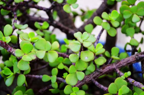 �����ȵ�Ӫ����ֵ������� �����ȶ�Ƥ���Ĺ�Ч���治��