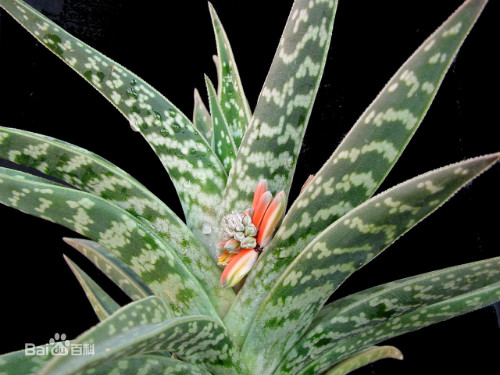 翠花掌芦荟有毒吗可以吃吗 翠花掌有什么作用和功效