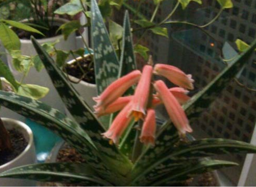 翠花掌芦荟有毒吗可以吃吗 翠花掌有什么作用和功效