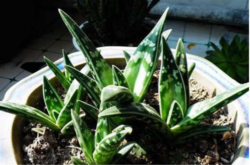 翠花掌芦荟有毒吗可以吃吗 翠花掌有什么作用和功效