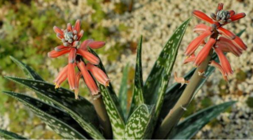 翠花掌芦荟有毒吗可以吃吗 翠花掌有什么作用和功效