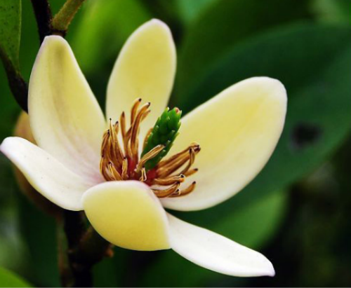 ��Ц����ֱ���ݲ����  ��Ц���Ĺ�Ч����������Щ