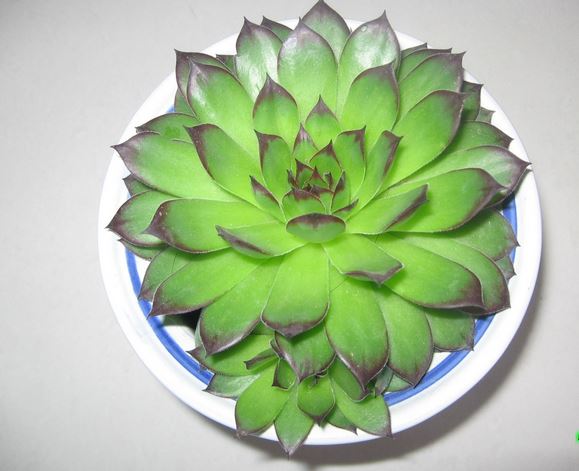 观音莲有毒吗适合放在卧室吗?养观音莲原来有这么多好处