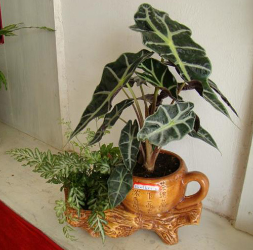 观音莲有毒吗适合放在卧室吗?养观音莲原来有这么多好处