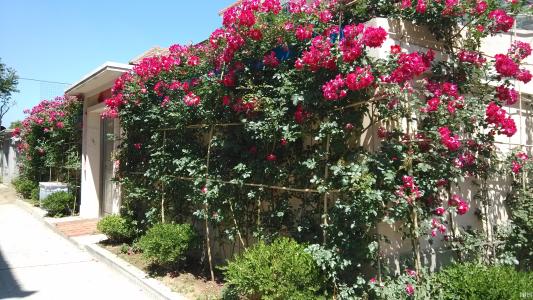 蔷薇花能在室内养吗可以放卧室吗 家庭种植蔷薇花还有这些好处