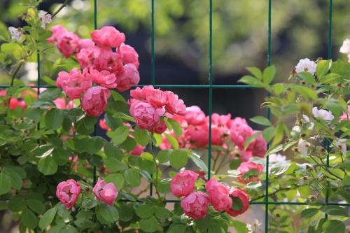 Ǿޱ����ô�������� Ǿޱ������ֳ������ע������ɲ���