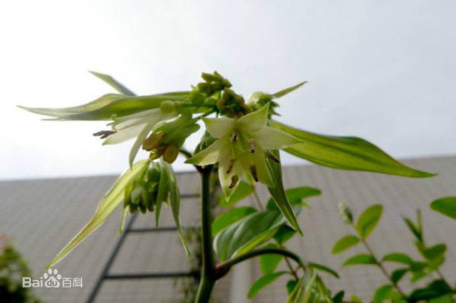 万寿竹的功效与作用有哪些 没想到万寿竹还有这么多好处