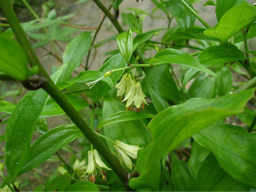 万寿竹的功效与作用有哪些 没想到万寿竹还有这么多好处