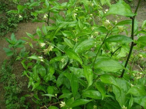 万寿竹怎么养长得好 万寿竹的养殖方法和技巧有这些