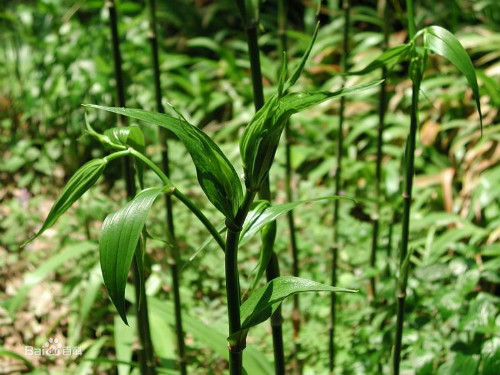 万寿竹怎么养长得好 万寿竹的养殖方法和技巧有这些