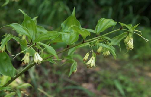 万寿竹怎么养长得好 万寿竹的养殖方法和技巧有这些