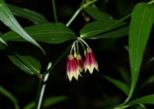 万寿竹怎么养长得好 万寿竹的养殖方法和技巧有这些