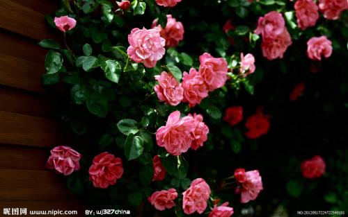 蔷薇花不开花的原因是什么 蔷薇花开花竟然这样美丽