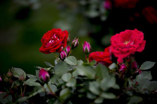 蔷薇花不开花的原因是什么 蔷薇花开花竟然这样美丽