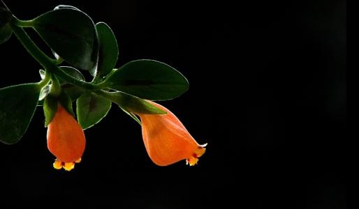 金鱼吊兰好养吗养殖方法和注意事项 金鱼吊兰这么养长得快