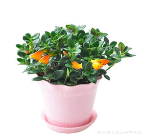 金鱼吊兰好养吗养殖方法和注意事项 金鱼吊兰这么养长得快