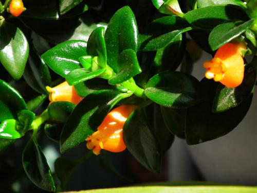 金鱼吊兰好养吗养殖方法和注意事项 金鱼吊兰这么养长得快