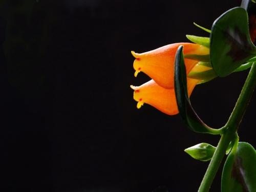 金鱼吊兰什么时候开花 金鱼吊兰这么养一定会开花