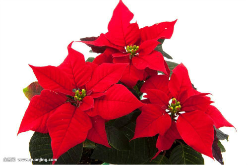 一品红叶子怎么养才能红 掌握下面这些技巧很关键