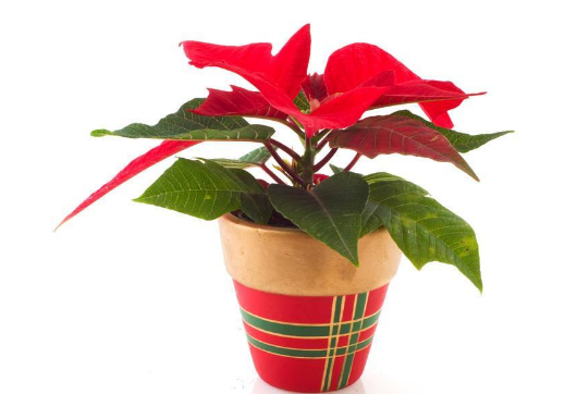 一品红叶子怎么养才能红 掌握下面这些技巧很关键