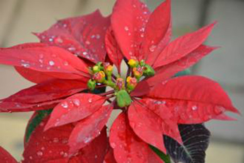 一品红的风水作用是什么 没想到家养一品红还有这么多好处