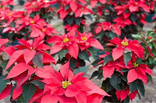 一品红的风水作用是什么 没想到家养一品红还有这么多好处