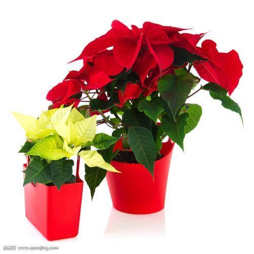 一品红的风水作用是什么 没想到家养一品红还有这么多好处
