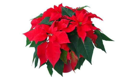 一品红的风水作用是什么 没想到家养一品红还有这么多好处