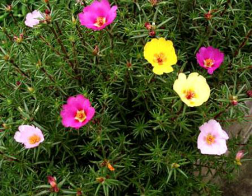 ̫������ô��ֲ��÷��� ̫�������������ܿ����ֶ��ֺ�