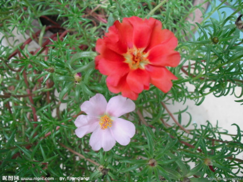 ̫������ô��ֲ��÷��� ̫�������������ܿ����ֶ��ֺ�