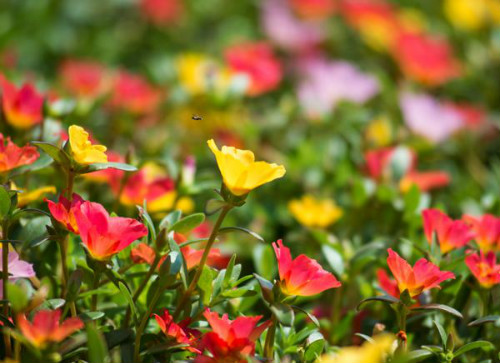 ̫������ô��ֲ��÷��� ̫�������������ܿ����ֶ��ֺ�