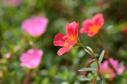 ̫������ô��ֲ��÷��� ̫�������������ܿ����ֶ��ֺ�