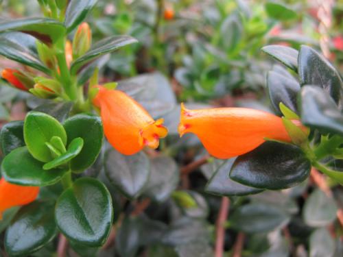 金鱼吊兰扦插方法图解 金鱼吊兰的繁殖方法原来还有这些