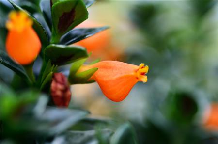 金鱼吊兰扦插方法图解 金鱼吊兰的繁殖方法原来还有这些