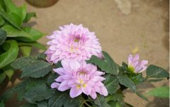 大丽花怎么繁殖 大丽花的繁殖方法和注意事项详细介绍