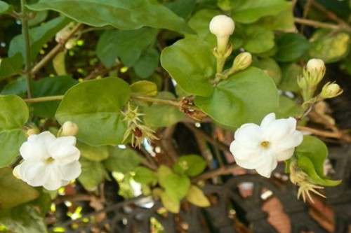 茉莉适合放在室内养吗 家养茉莉花的这些问题你一定要看