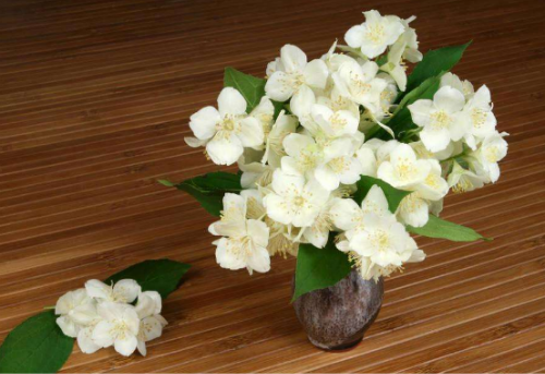 茉莉适合放在室内养吗 家养茉莉花的这些问题你一定要看