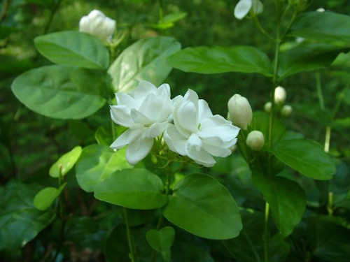 茉莉适合放在室内养吗 家养茉莉花的这些问题你一定要看