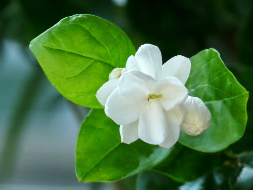 茉莉适合放在室内养吗 家养茉莉花的这些问题你一定要看