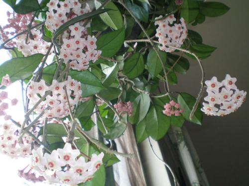 ����Ϊʲô��������ÿ��� ���������ٿ�����С����ȫ��������