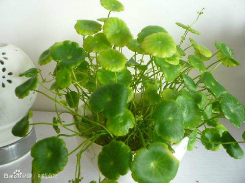 铜钱草叶子发黄枯萎怎么办 3招教你解决铜钱草叶子枯黄问题