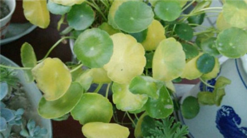 铜钱草叶子发黄枯萎怎么办 3招教你解决铜钱草叶子枯黄问题