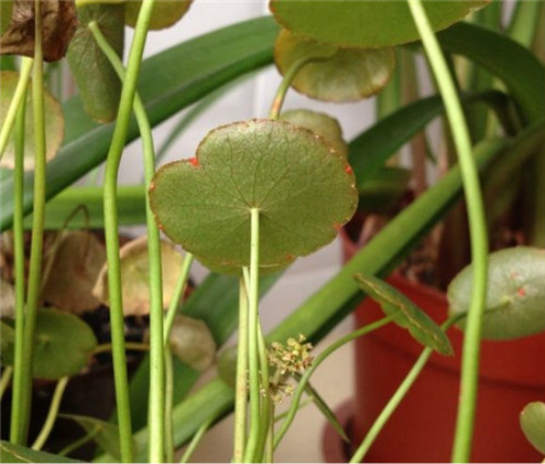 铜钱草叶子发黄枯萎怎么办 3招教你解决铜钱草叶子枯黄问题