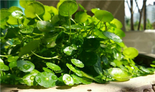 铜钱草叶子发黄枯萎怎么办 3招教你解决铜钱草叶子枯黄问题