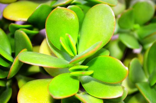 燕子掌叶子变软怎么办 燕子掌掉叶子的时候这么做才行