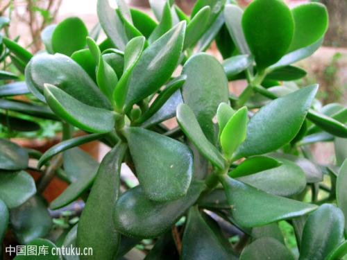 燕子掌叶子变软怎么办 燕子掌掉叶子的时候这么做才行