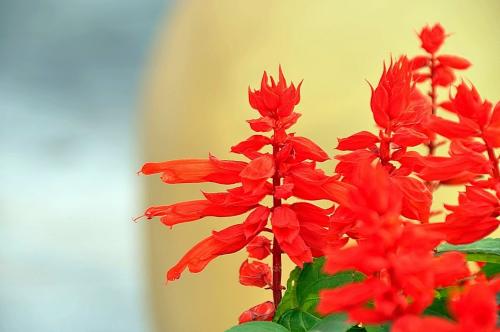 一串红叶子又小又黄怎么办 一串红叶子黄与这些因素有关系